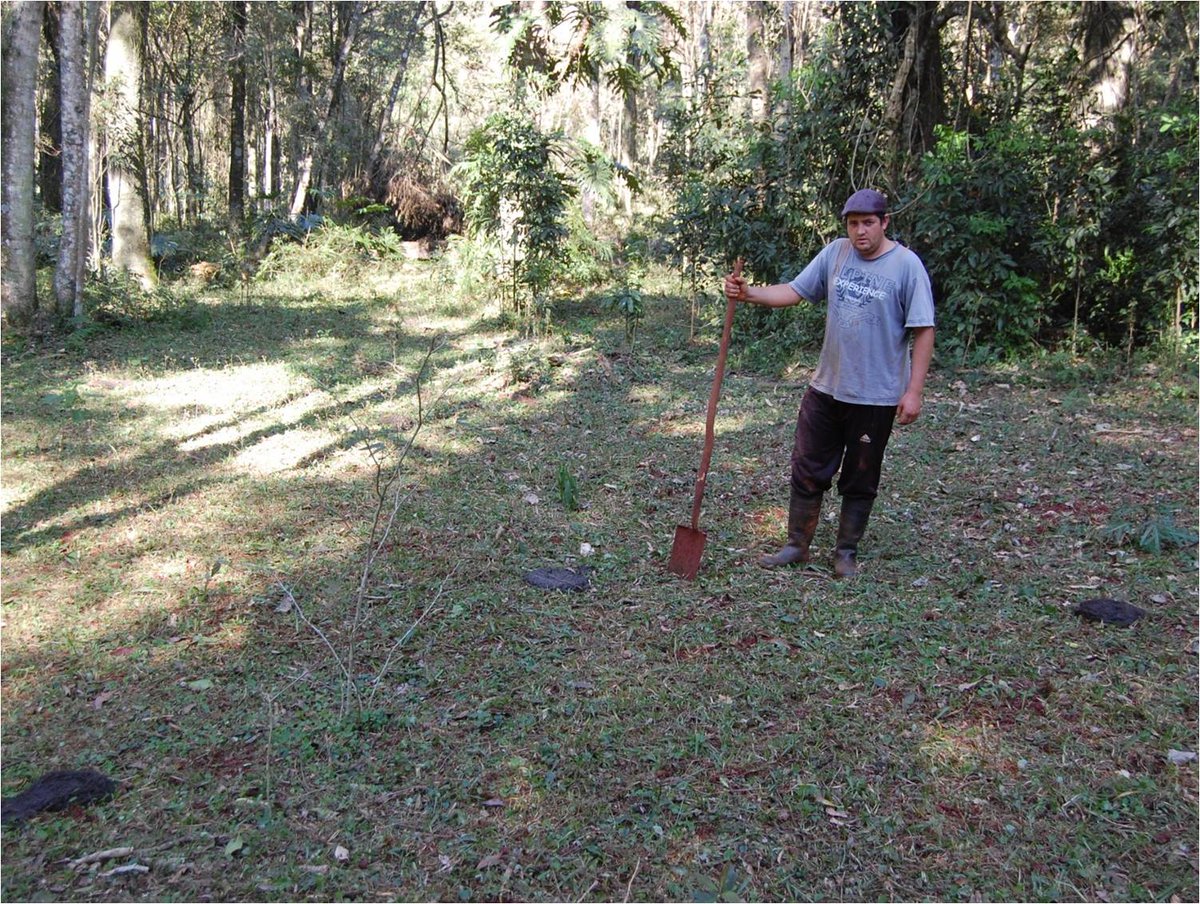 Otto Waidelich, Argentina- Building an Agrosilvipastoral Farm System-combination of trees with cattle in the same site shares <a href="/IFOAMorganic/">IFOAM - Organics International</a>