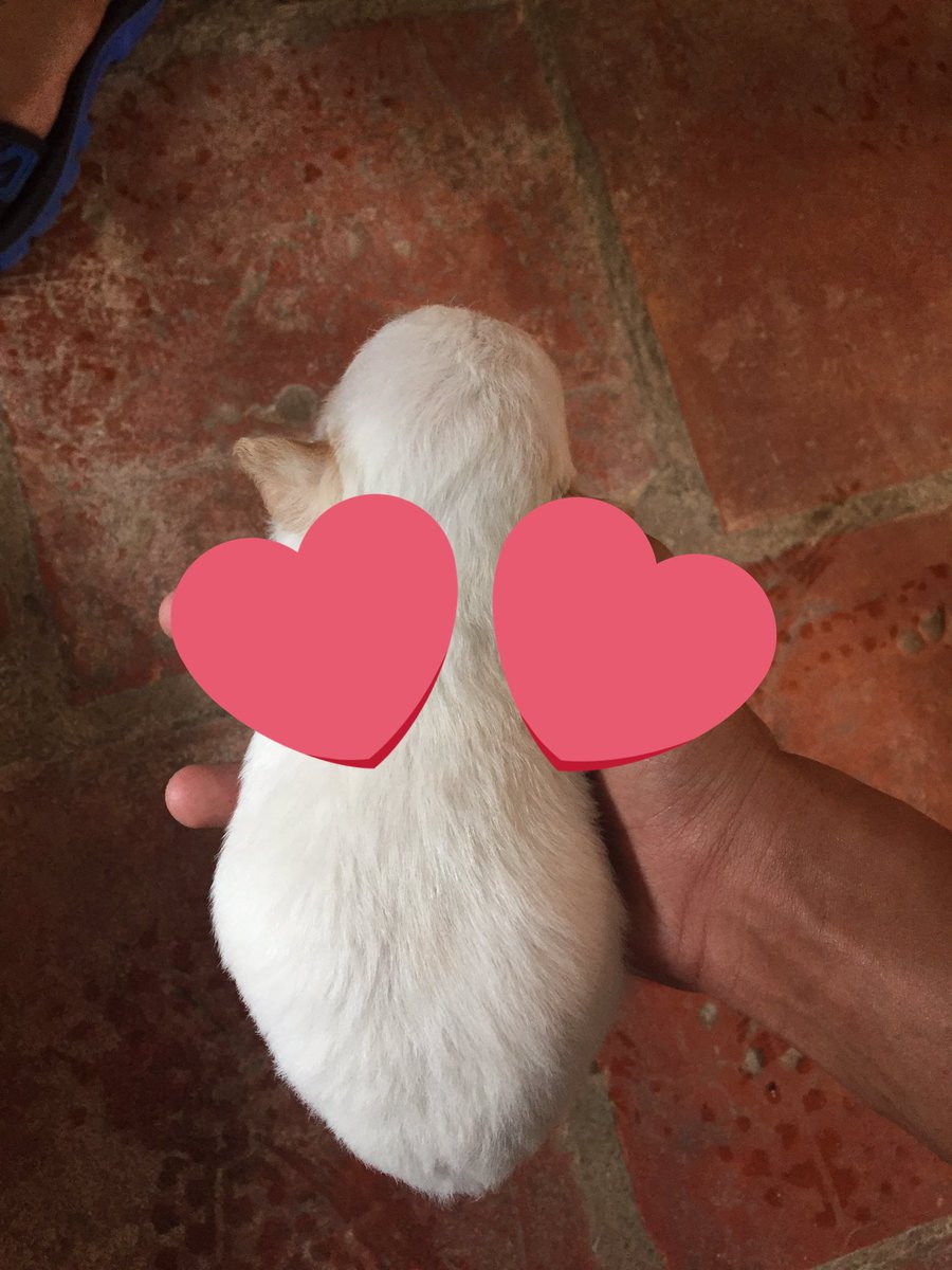 giaitrihanhtinh's tweet photo. Các em đang chìm trong giấc mộng và đang được bao bọc bởi tình thương #veque #xoxo #maiyeu #quenha 😍😍😍🐕 https://t.co/vTWKgU8ILD