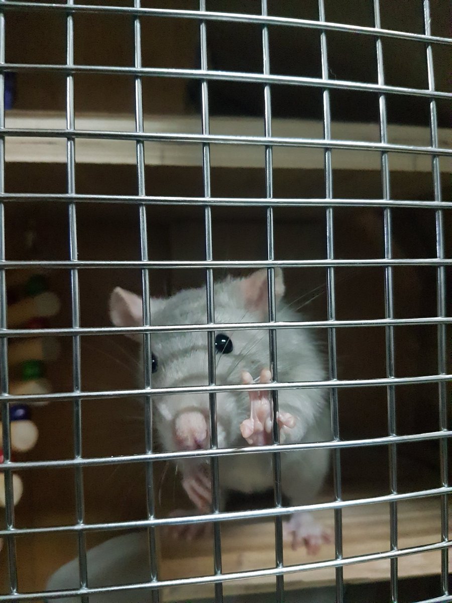 TLTbull's tweet photo. "Please don't go to work Momma.... I'll miss you!!" #awe #cute #petrats #fancyrats https://t.co/j5RBXpHMN9