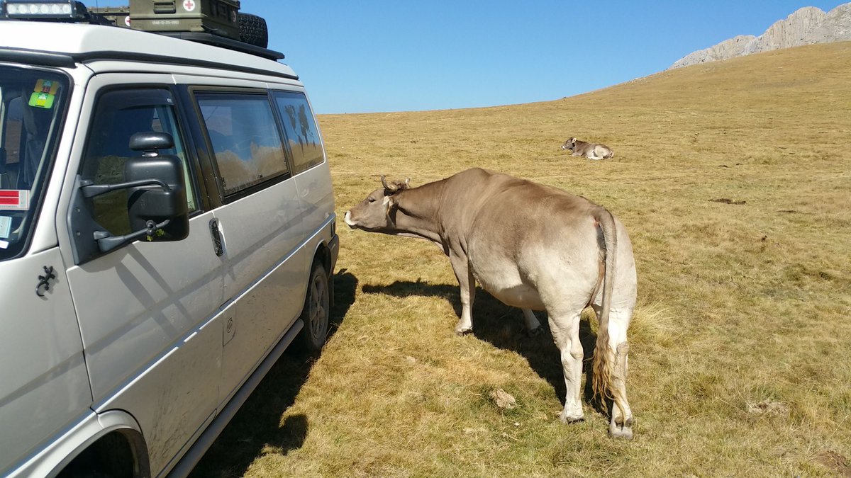 Dalph's tweet image. Nur die Kühe sind etwas neugierig - *schubber*