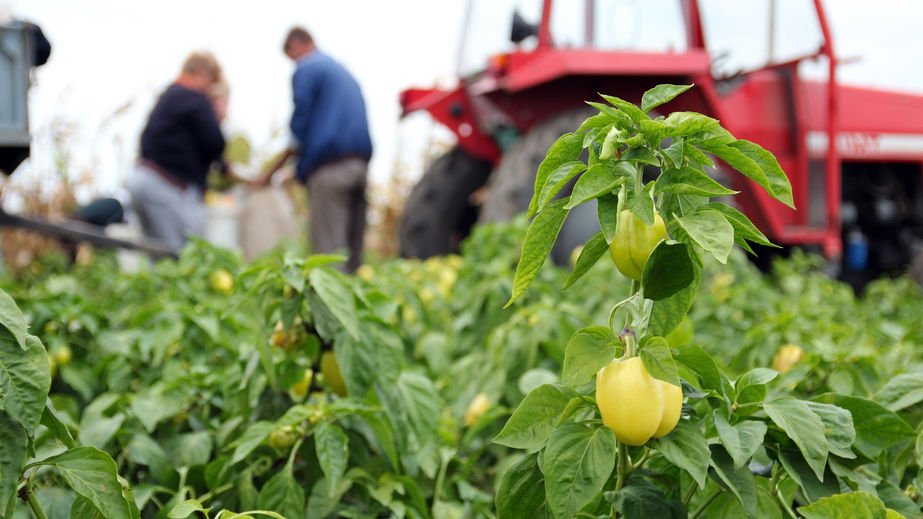 Future agricultural growth will be fuelled by overseas labour, NFU Deputy says farminguk.com/News/Future-ag…