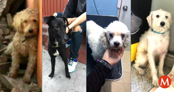 Milenio's tweet photo. ¿Perdiste a tu mascota durante el #sismo? Aquí un listado de perros encontrados en la #CdMx https://t.co/nXfI8sCTW1 https://t.co/2lsSwztjtC