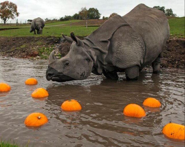 Full of family fun, spooky shows and a trick or treat trail <a href="/WestMidSafari/">West Midlands Safari Park</a> this half term - Book NOW ow.ly/81LJ30fi2BU