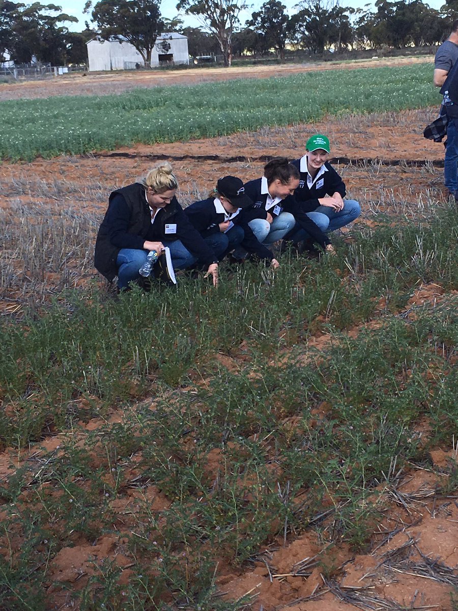 hannah_iffla's tweet photo. Checking out the chickpea trial at MAD FIG Field Day #madfig17
#curtinag https://t.co/kPgKLKcCMB