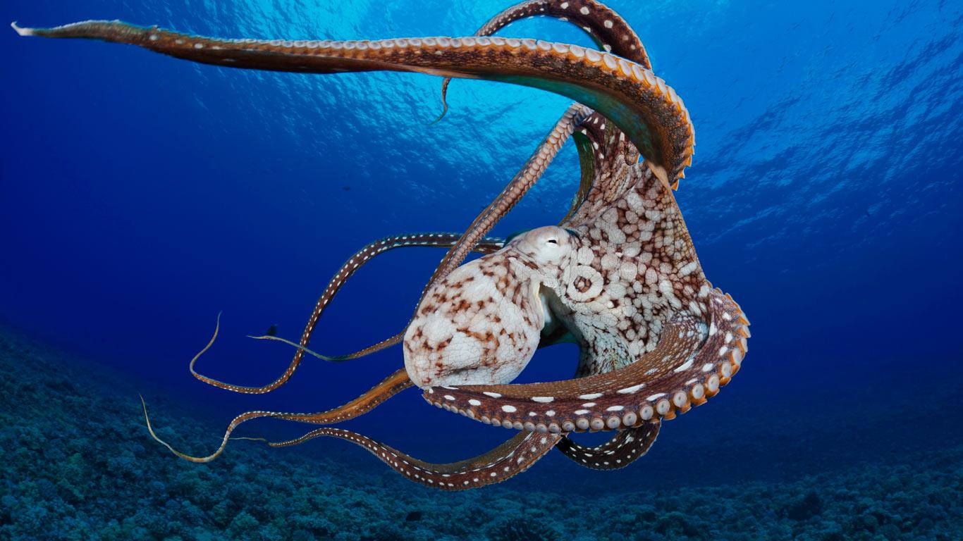 Картинки с морскими обитателями на рабочий стол, спокойной ночи красивые