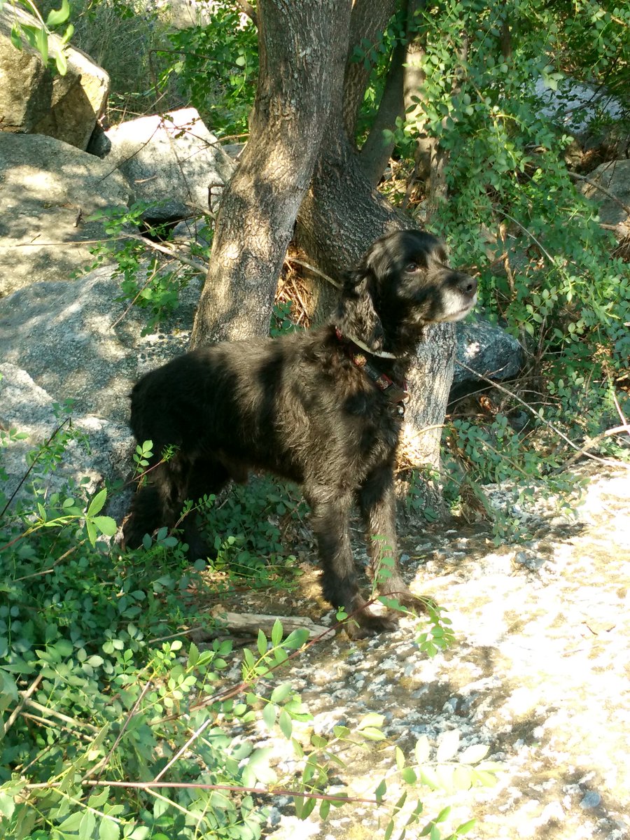 ~$hadow~ tweet media