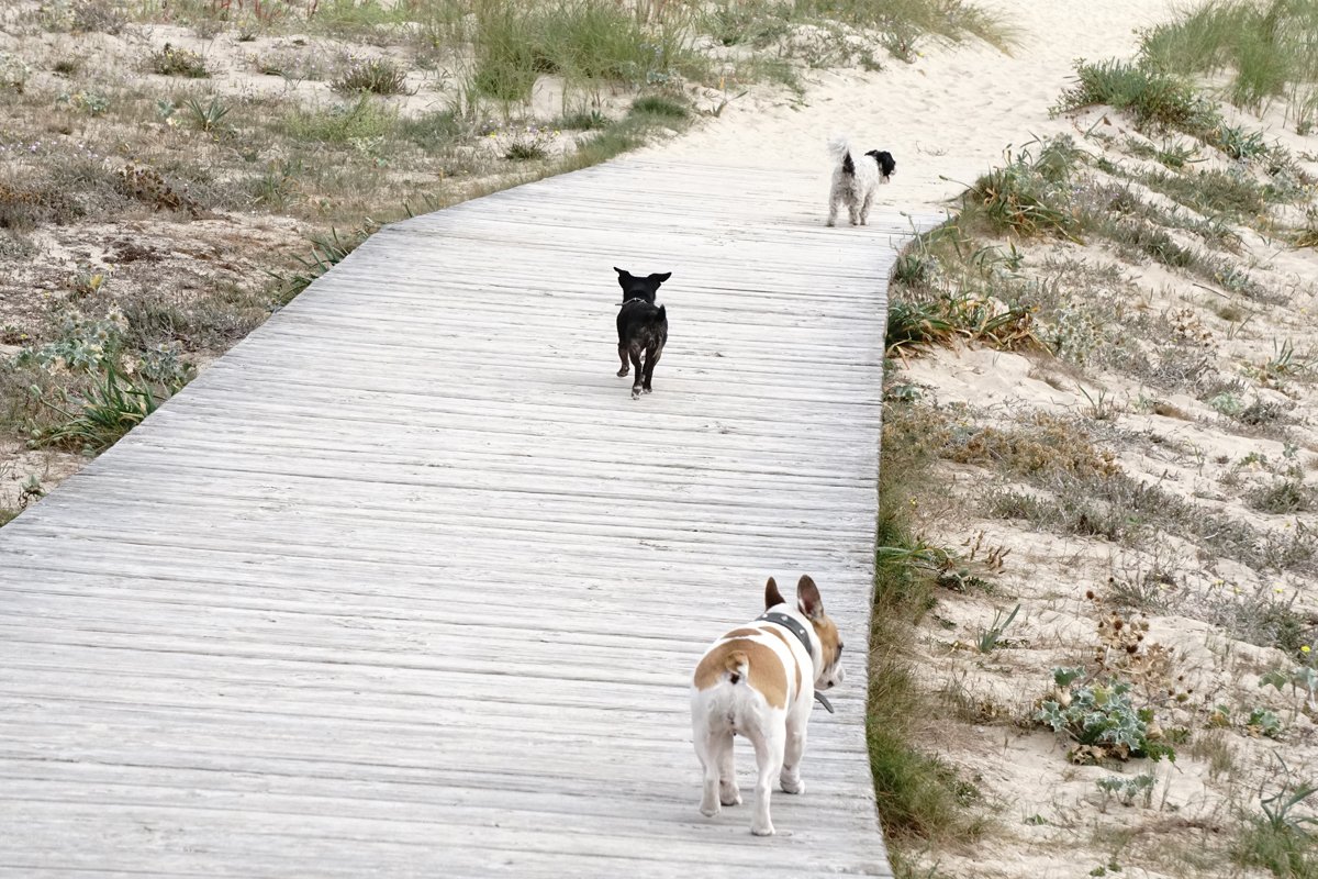 InfoHundsfutter's tweet photo. Vamos a la #playa
#September #best_time for #dogs on the #beach #no more #lifeguards. #great_fun #SEPTIEMBRE #strandurlaub_mit_hund_jetzt https://t.co/K9Pkn4cjeE