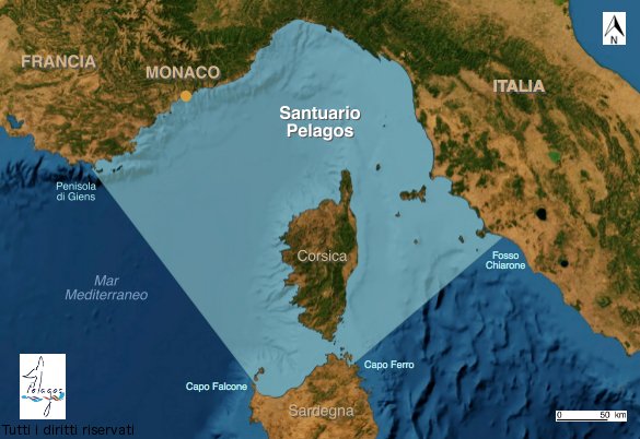 arpatoscana's tweet photo. @Federica_Fr consegna Pegaso, simbolo @regionetoscana invito #libertà e volare alto a bagno Sergio @LegambienteTosc @TartAmare Acquario Elba https://t.co/nsroyseOyy