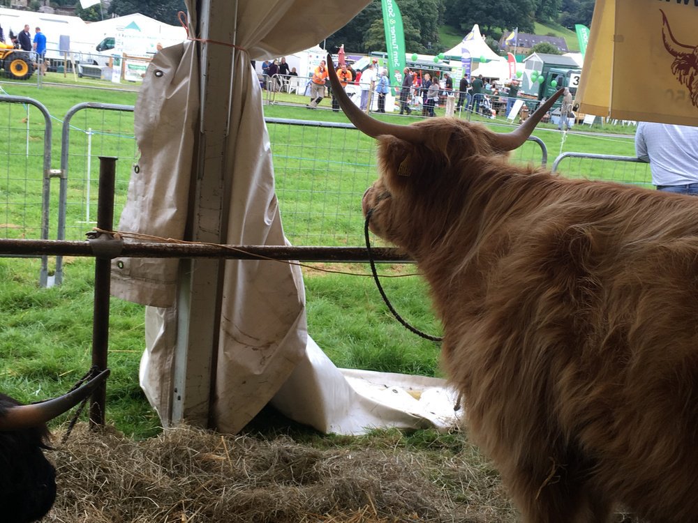 The <a href="/nidderdaleshow/">Nidderdale Show</a> is back on this Monday <a href="/Pateley_Bridge/">Pateley Bridge</a> - Get more info at nidderdaleshow.co.uk   w/ media spons @GoldenPasteCo