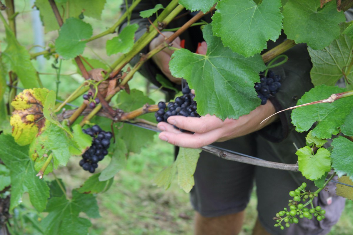 Bolneyestate's tweet photo. Harvest is well and truly here. Today we are picking #PinotNoir https://t.co/uiV8W8GLep