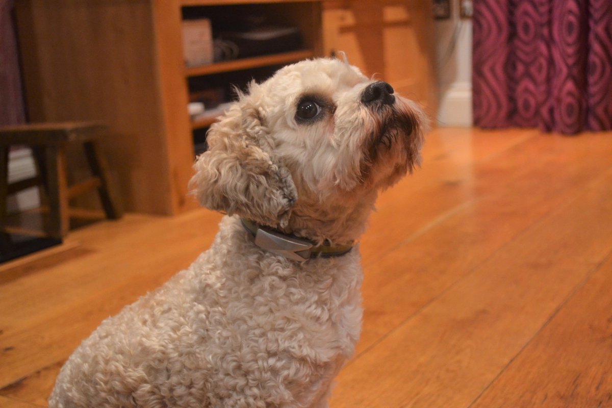 Meet Ziggy! He'll be at our event next week to demo the latest innovative solutions to pet insurance from <a href="/felcana/">Felcana</a>! #insurtech #dogslife