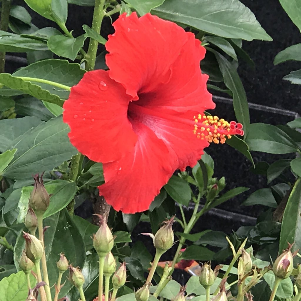 This Hibiscus is so glorious that even the rose buds are looking up in awe!  #HomeGarden