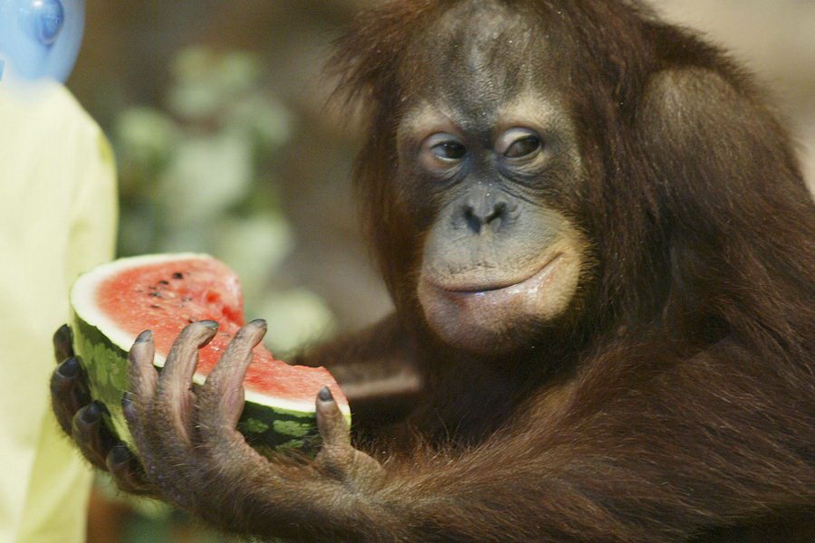 Animal Appetite on Twitter: Animal Appetite on Twitter: