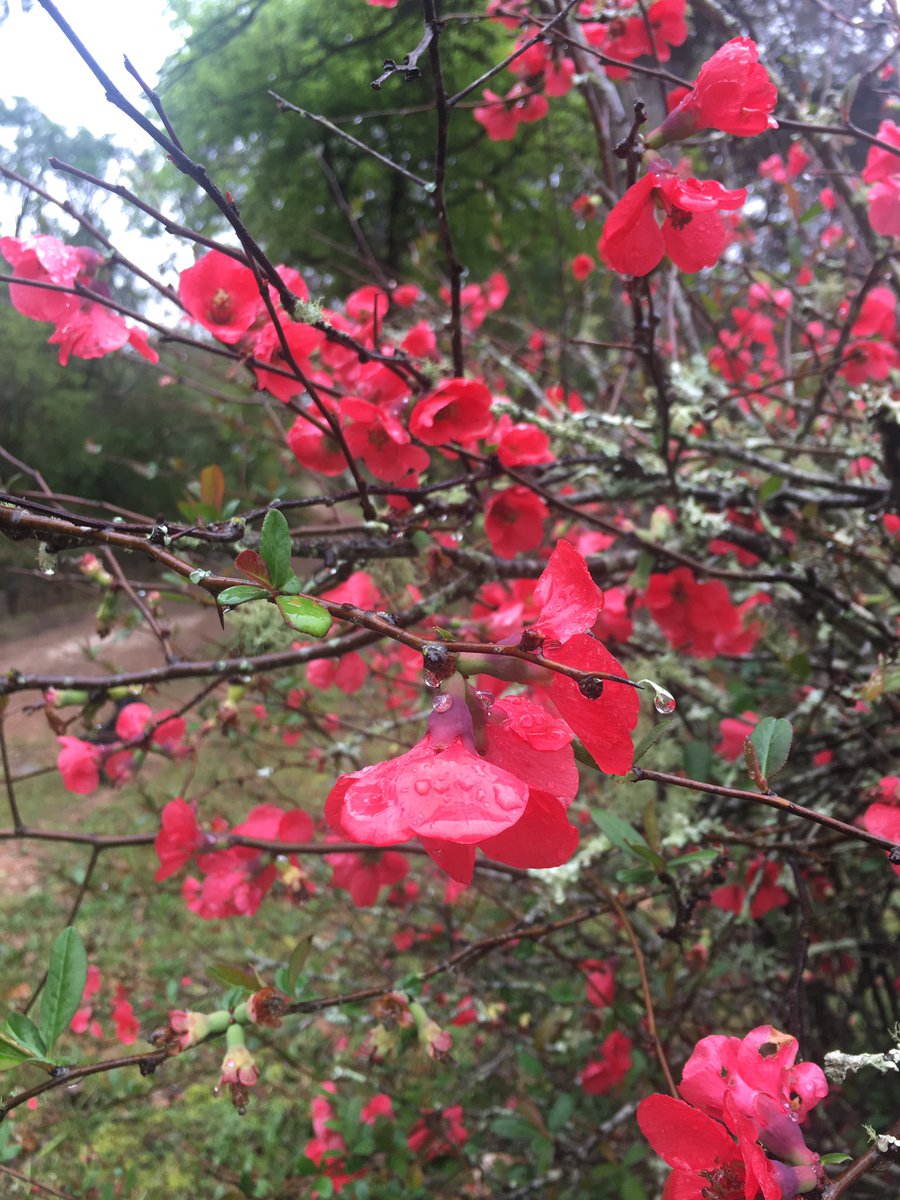 meganstrachan's tweet photo. So much beauty in nature https://t.co/5cxH7lwVsH