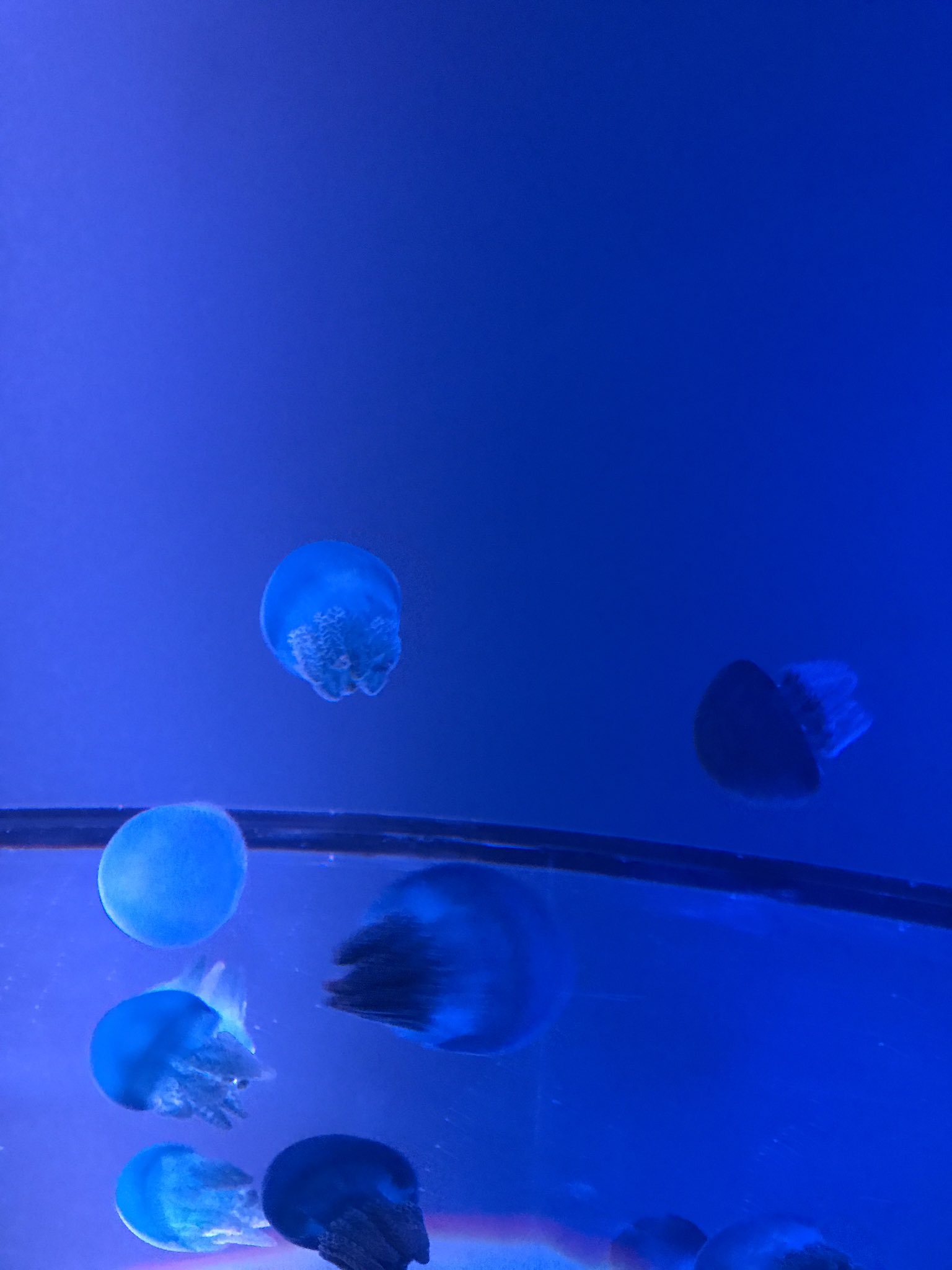 とがれい クラゲの絵文字ないんだね W しょぼーん T Co 28ua0jnvbm Twitter