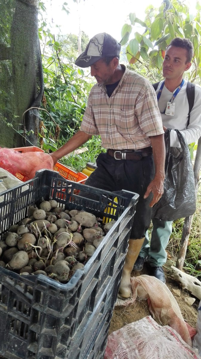 IVICdeMerida's tweet image. @UniArco-@LabEcoSen realizan intercambio de experiencias agro-ancestrales papa nativa en comunidades agrícolasd de Mérida...