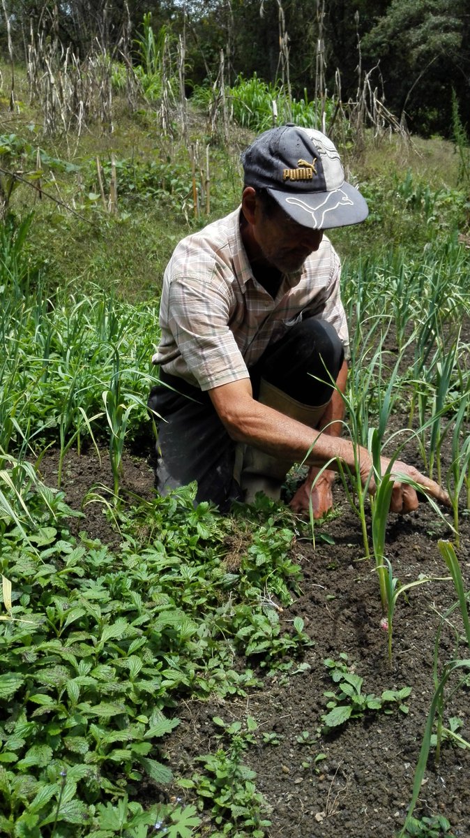 IVICdeMerida's tweet image. @UniArco-@LabEcoSen realizan intercambio de experiencias agro-ancestrales papa nativa en comunidades agrícolasd de Mérida...