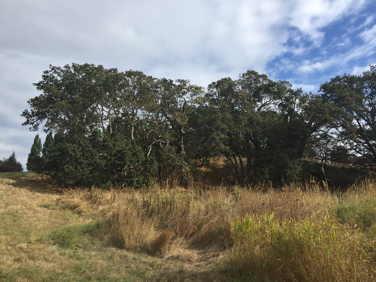 MiLivingGreen's tweet photo. Plans to create transitions between wetlands and deep soil Gary oak ecosystems. #LCF2017 https://t.co/w8HXVPUYnu