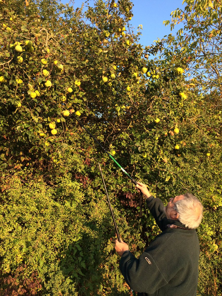 CarolineRaby's tweet photo. #EveningWalk w/Pôpa #Quinces #Harvest #HomeMadeTool #YummyToCome 😜 https://t.co/2Wum2VS369