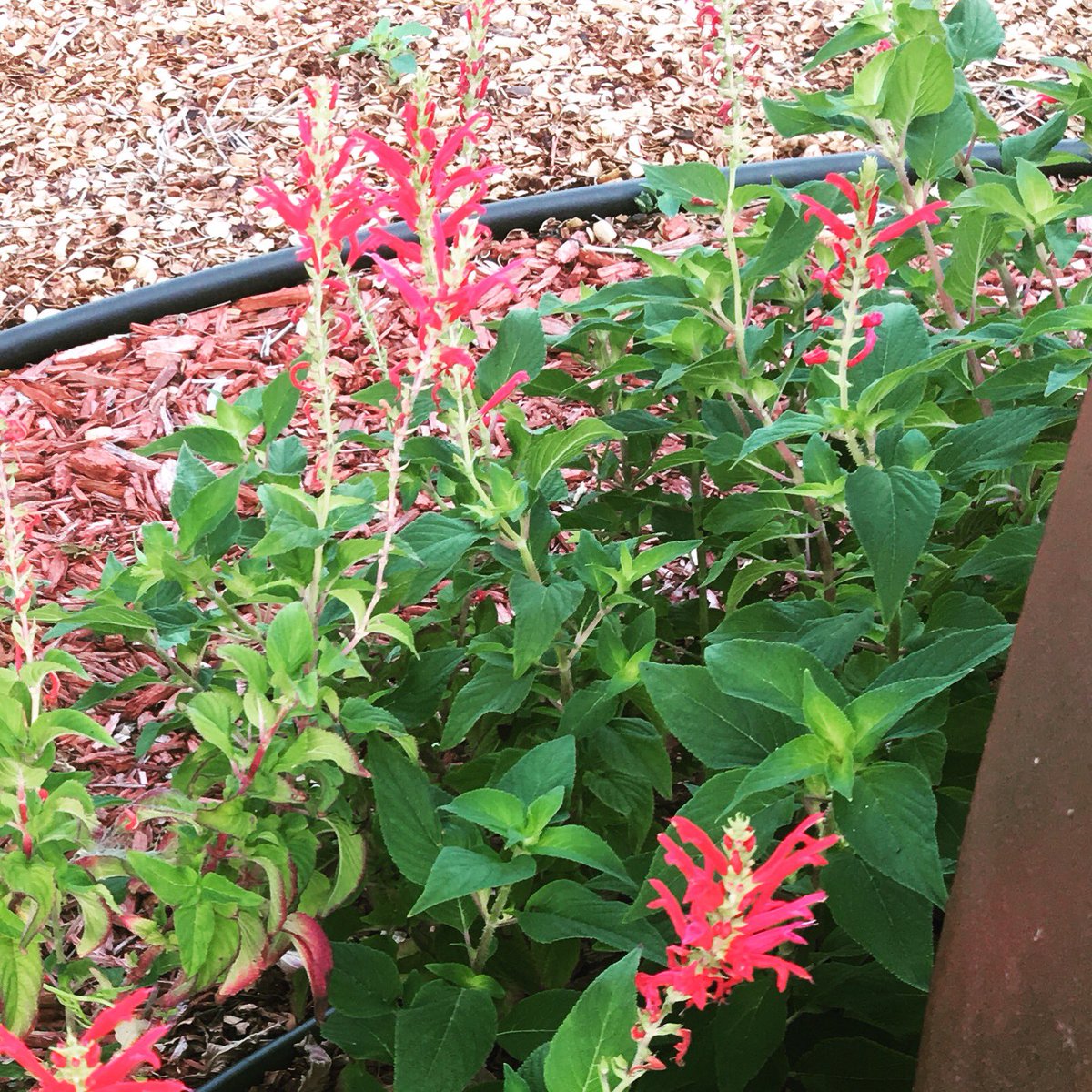 Pineapple sage in bloom! #growyourown #urbanfarm #herbgarden