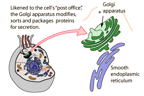 goolgii5's tweet photo. Golgi is used to modify, sort, and ship out proteins.@murphyapbio https://t.co/U59vQ8nRdP