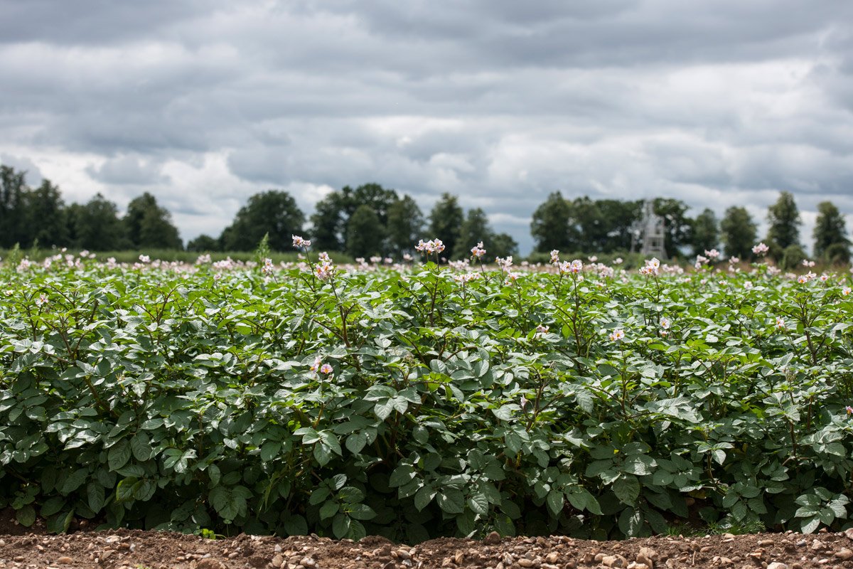Rothamsted's tweet image. Certain doses of #fungicides slow #potatoblight evolution #computermodelling @carolan_kevin @Rothamsted ow.ly/2thh30fh0LE