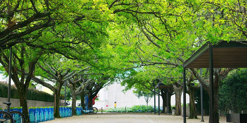 AmericanForests's tweet photo. 100 million mature #trees growing around residences in the U.S. can save about $2 billion annually in energy costs. #ForestFacts https://t.co/c8OnpliBi1