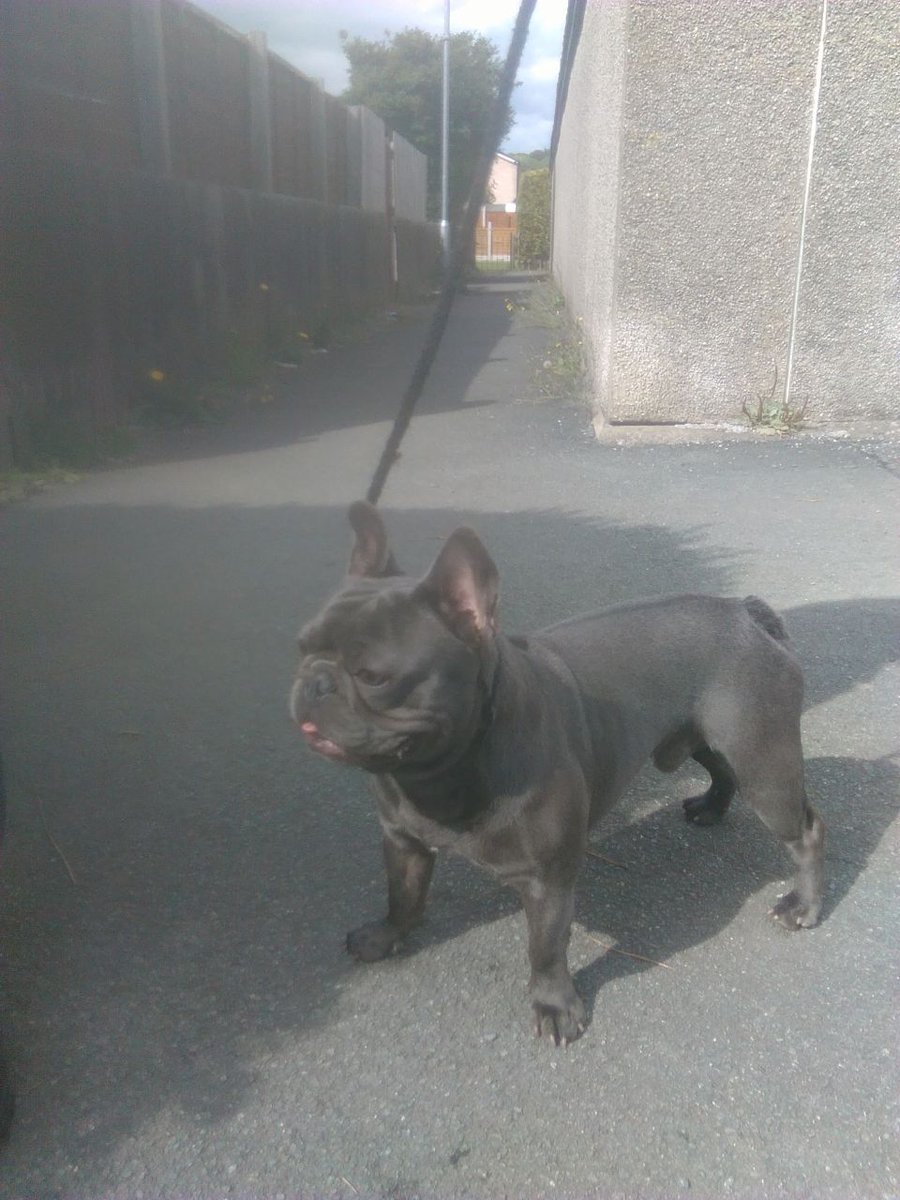UKPetscom's tweet photo. Hungarian Champ Line Blue French Bulldog For Stud #Dogs #FrenchBulldog #ForStud #DogsForStud #pets #ukpets  https://t.co/ESRFeUHxxF https://t.co/R9cKtLNWr0