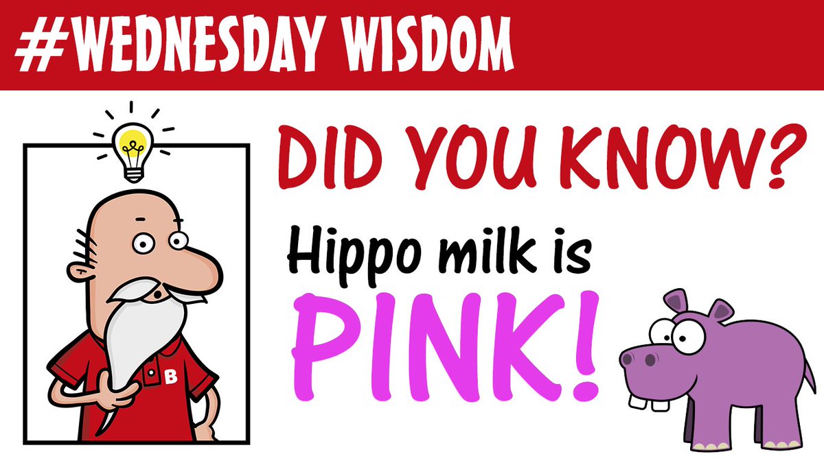 Your weekly slice of #WednesdayWisdom is here! 🙌

#hippos #animals #pink #funfact #wednesday #humpday #wisdom #caterline #misterblister
