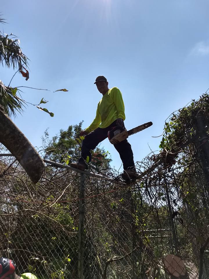 ShyWolfSanct's tweet photo. Tree cavalry has arrived. WOW tree walkers on a 10 ft fence wolf enclosure.
#wolves #HurricaneIrma #Helpusrebuild https://t.co/L4fVJkmGN7