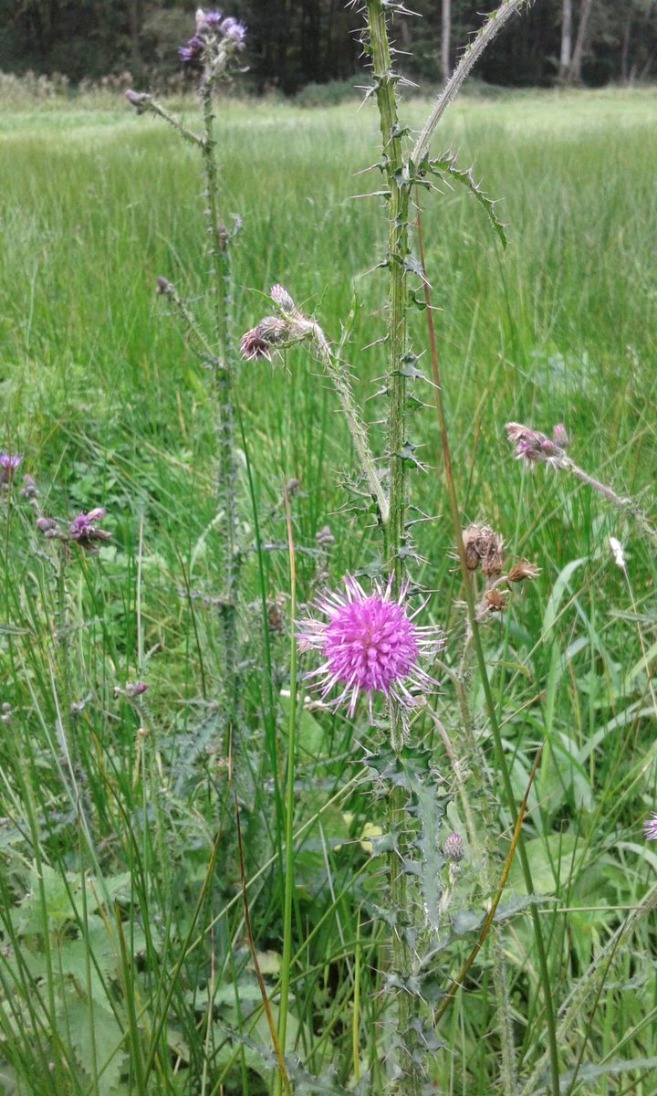 JDrittij's tweet photo. #hoosden @roerdalen eerste vracht maaisel natte hooilandje midden-Limburg @staatsbosbeheer https://t.co/8CO1mU89ca