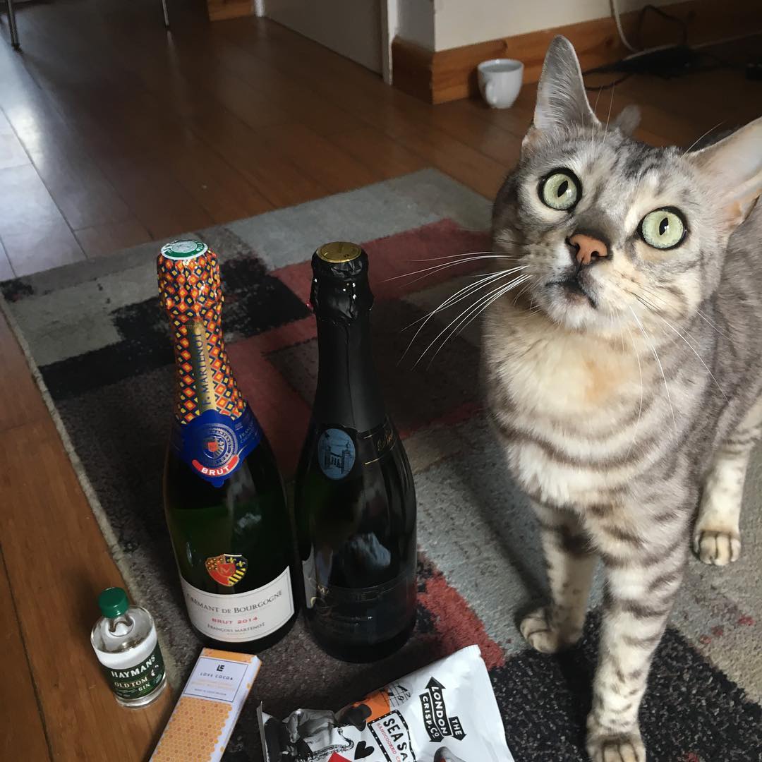 Tango got purry close to Alison's #BubbleBox! Tomcats must love Old Tom Gin, too... 😉🍸

bubbleclub.co.uk | 📷: bit.ly/2xdNgOT
