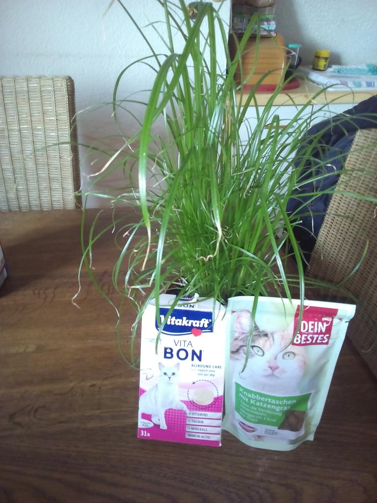 Chinchacat's tweet photo. Hab den liebsten #Mietzen was vom #Einkaufen mitgebracht https://t.co/TTnQxtCOeG