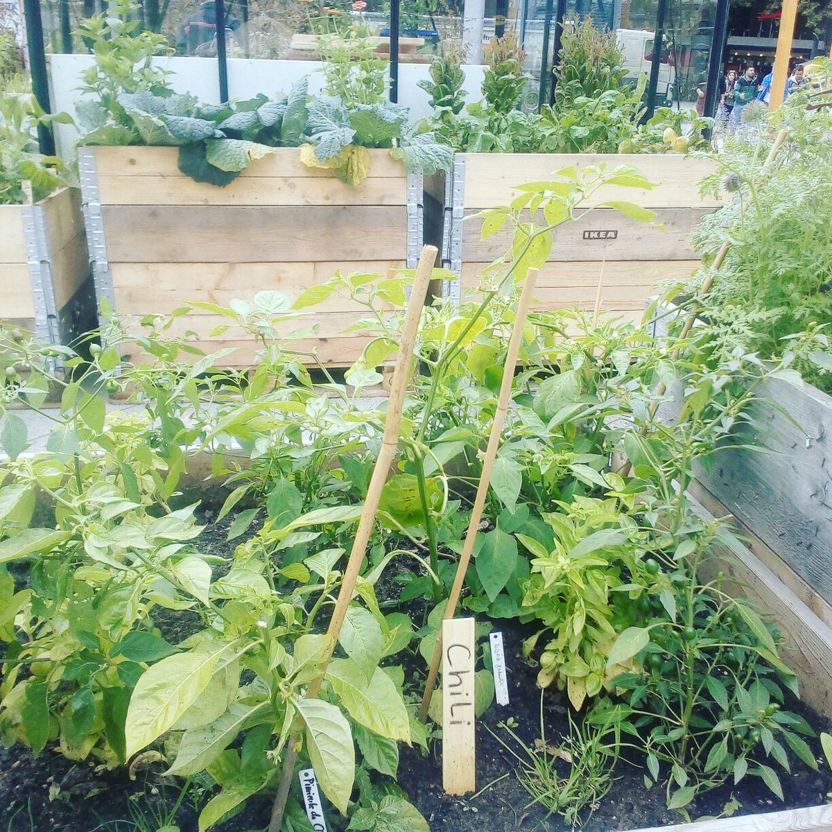 flowful_org's tweet photo. #urban #gardening @ #Hannover #Hauptbahnhof #Germany awareness raising while providing #fresh #health #food the #flowful way @TransitionHan https://t.co/yVWIVQLmzE