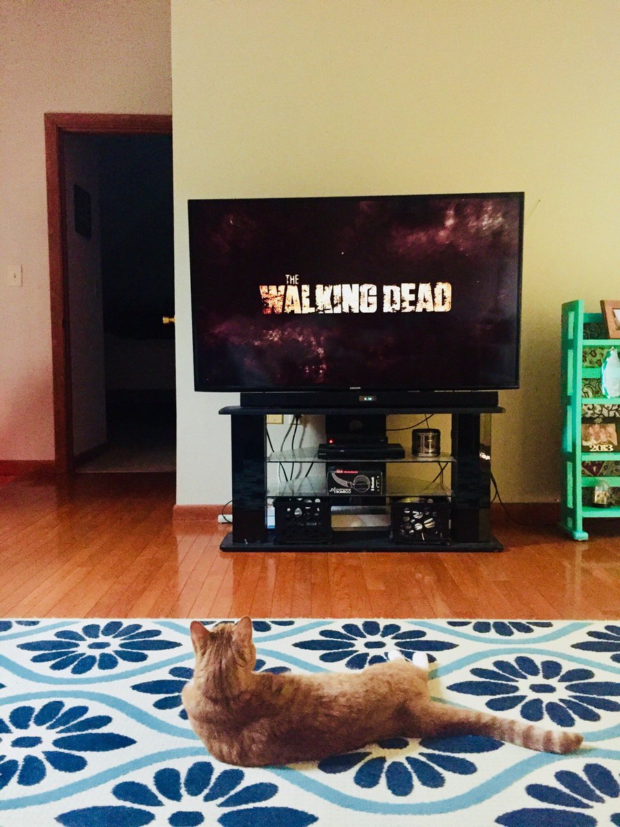imnachocat's tweet photo. Nacho showing love for #TheWalkingDead https://t.co/1XunjYYxU3