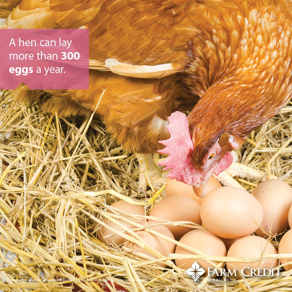 Did you know September is National Chicken Month? Make sure to #ThankAFarmer!