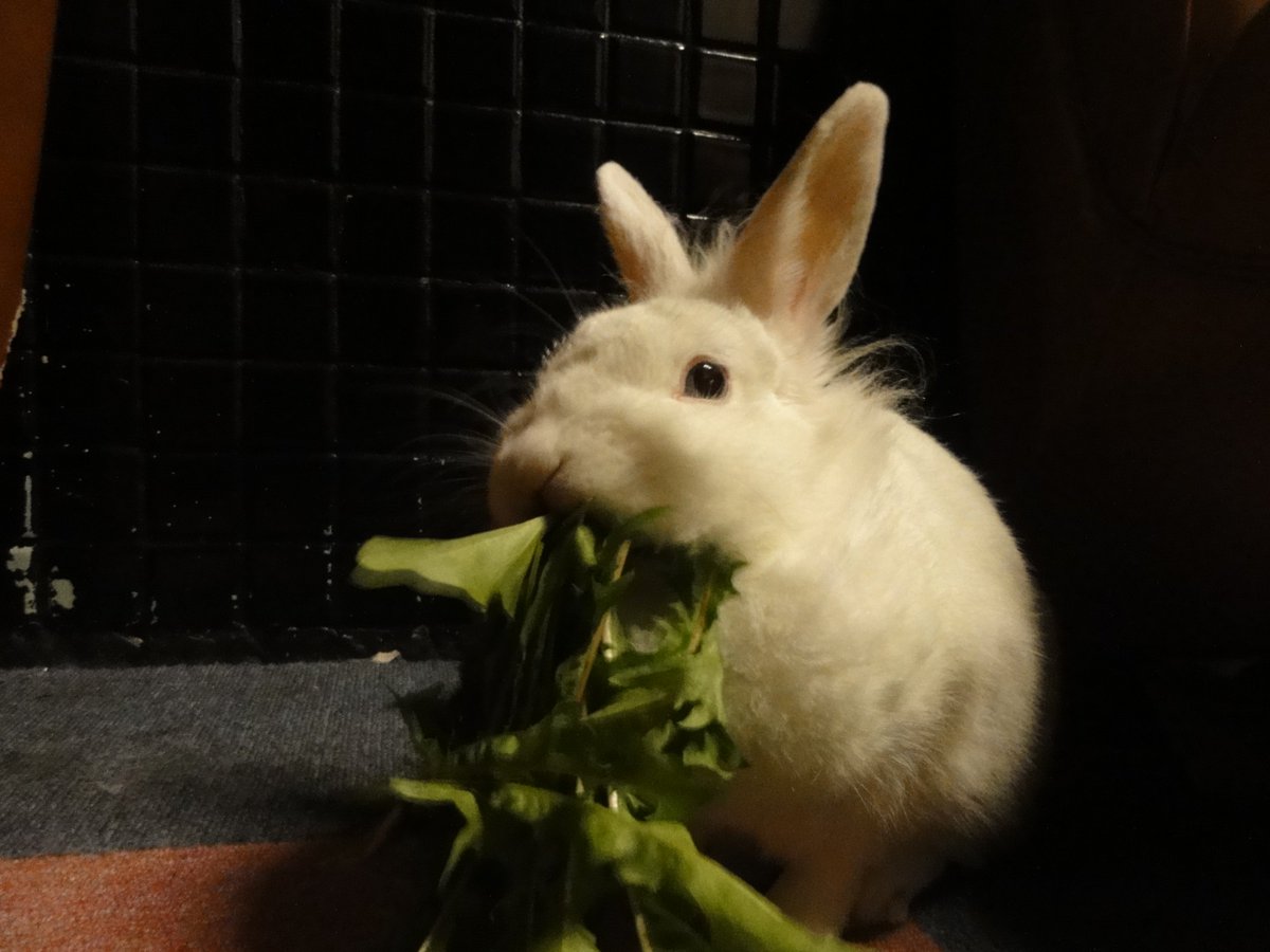 御成座 今日撮れたうさぎ画像がどうもホラーチックに見えてしかたないので