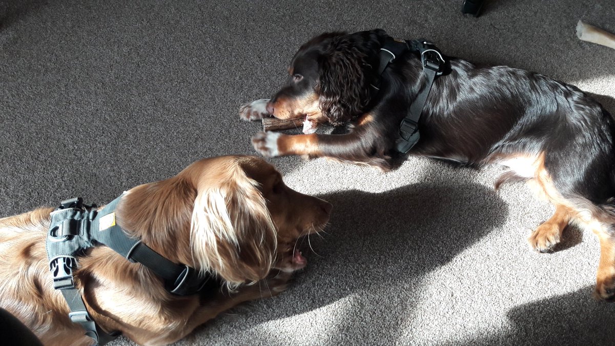 ladywhippet's tweet photo. Stag horn.  Officially the best thing ever.
Cheers @mcintosh_pat good find!
#spanielpower #pupdate https://t.co/x3S4o5WAti