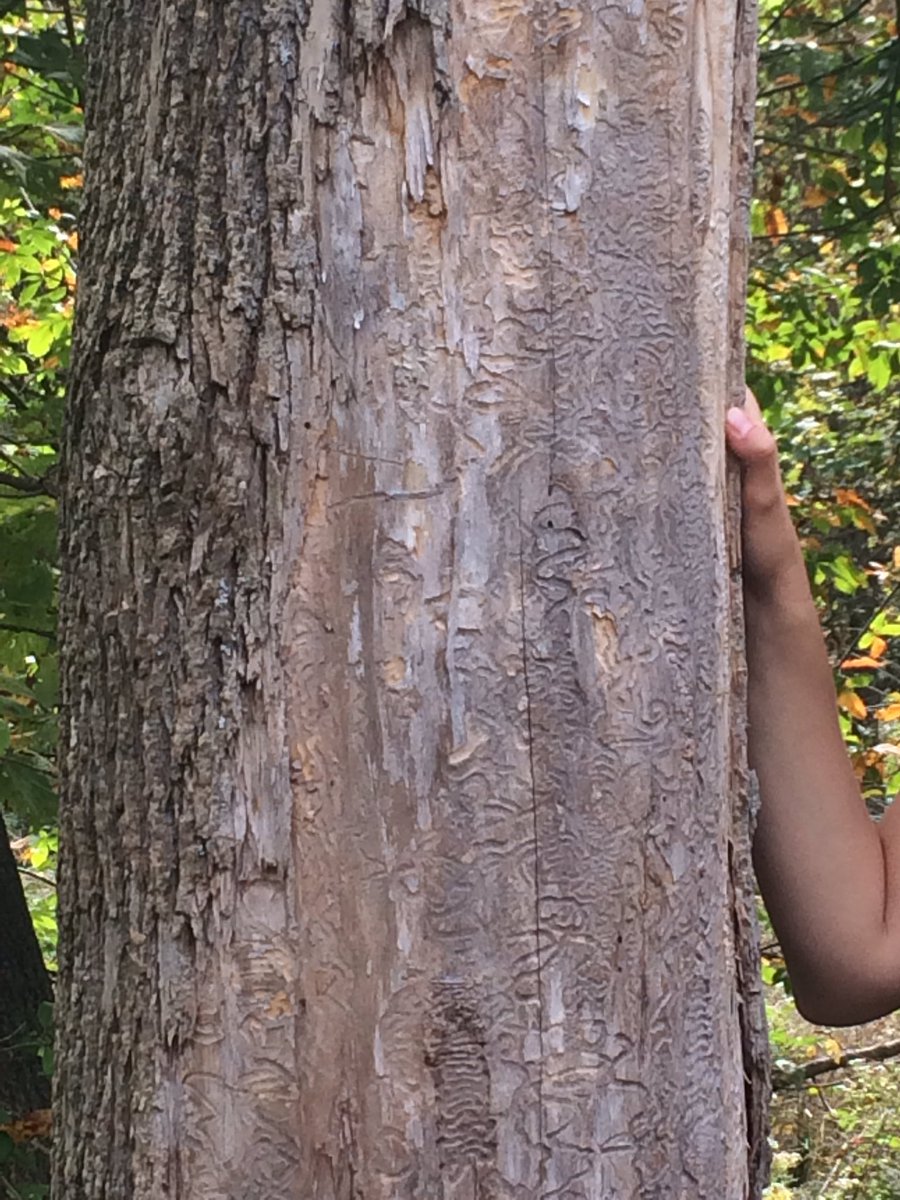 Teachy_L's tweet image. Introduced to Canada by accident - now doing a number on our trees in #HamOnt #emeraldashborers #coolpattern #notsocooldamage #hsceweek2017