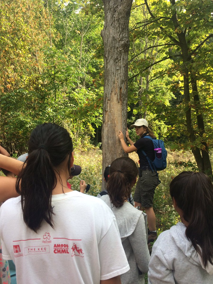 Teachy_L's tweet image. Introduced to Canada by accident - now doing a number on our trees in #HamOnt #emeraldashborers #coolpattern #notsocooldamage #hsceweek2017