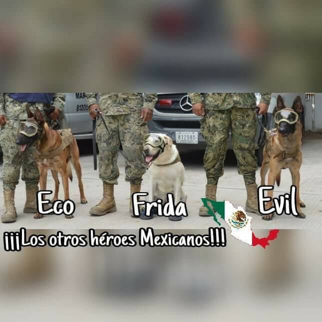 Estamos orgullosos de estos peluditos #FuerzaMexico #AyudaMX #AyudaCDMX #mexicoestadepie
