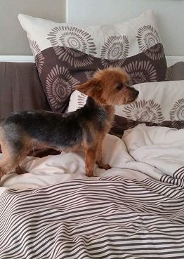 SAYorkieRescue's tweet photo. Gauteng,Centurion:#yorkie female for adoption.Sweet #yorkshireterrier needs new home. https://t.co/Ugip25VZKv
#SAYorkieRescue #SAYRGauteng https://t.co/tYSmX4AUDm
