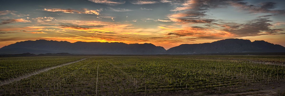 Pronto empiezan a brotar nuestros viñedos. La historia de la próxima cosecha comienza a escribirse 🌱🍇