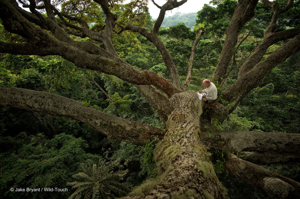 Arboritecture's tweet photo. Francis Hallé, sketching in a Moabi tree during filming for ‘Once upon a Forest’, Gabon.
© Jake Bryant / Wild-Touch
https://t.co/Gwq2ZmsNVX https://t.co/Sh1ugSTkB4