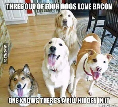 NaturVet's tweet photo. #Truthaboutdogs https://t.co/9QqEbdU1zb