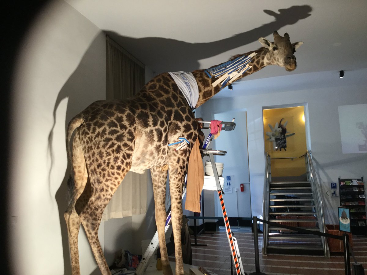 Notre girafe se transforme en momie!
Suivez sa #restauration toute la semaine à l'accueil du Muséum #momiegirafe🦒
@MuseumLR <a href="/AdelinelaGirafe/">Adeline la Girafe</a>