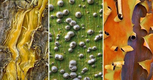 brainpickings's tweet photo. Bark – an intimate portrait of the world's trees https://t.co/92wCcSTh3N https://t.co/MRpIBEaZUw
