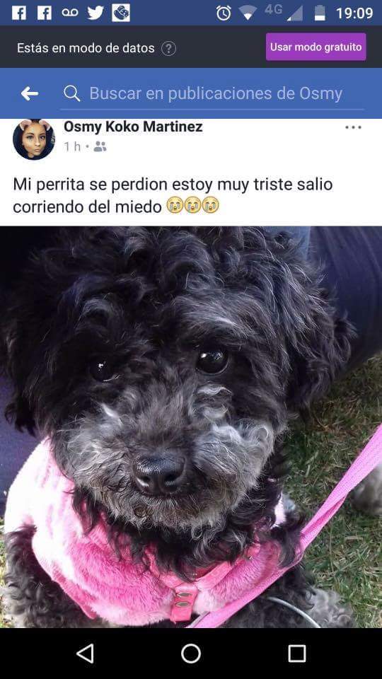 CreativeTimeT's tweet photo. Cmparte para que estas mascotas se encuentren con su familia #sismo #FuerzaMexico #PrayForMexico #perrosperdidos #PerrosPerdidosSismo https://t.co/lMUTSCc6Ir