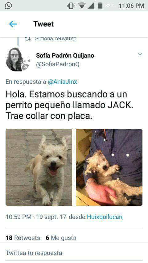 CreativeTimeT's tweet photo. Comparte para que estas mascotas se encuentren con su familia #sismo  #FuerzaMexico  #PrayForMexico  #perrosperdidos  #PerrosPerdidosSismo https://t.co/7N9dHGleiJ