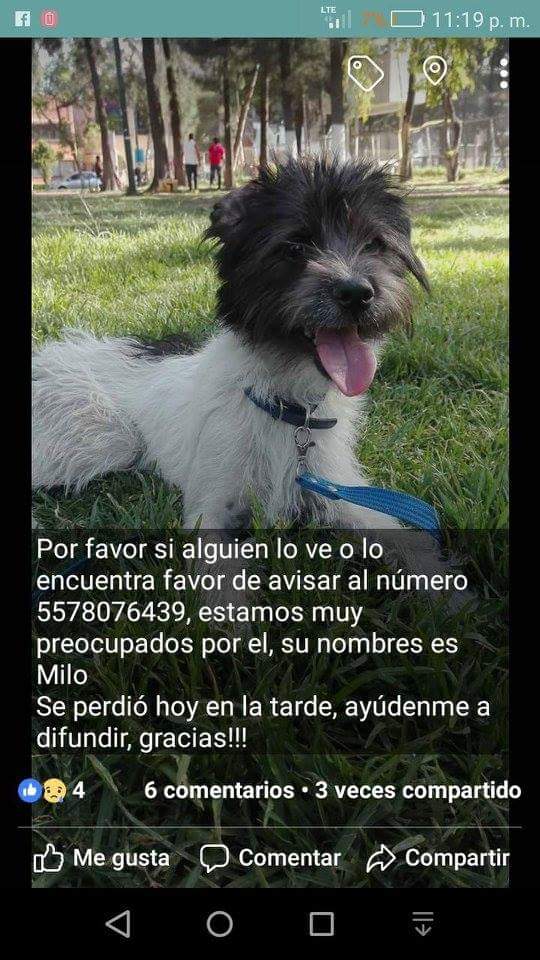 CreativeTimeT's tweet photo. Comparte para que estas mascotas se encuentren con su familia 
#sismo #perrosperdidos #PerrosPerdidosSismo #PerrosPerdidosMX #FuerzaMexico https://t.co/4mr7WM45KK
